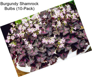 Burgundy Shamrock Bulbs (10-Pack)