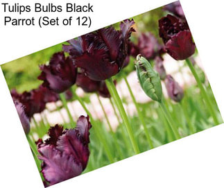 Tulips Bulbs Black Parrot (Set of 12)