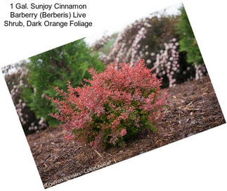 1 Gal. Sunjoy Cinnamon Barberry (Berberis) Live Shrub, Dark Orange Foliage