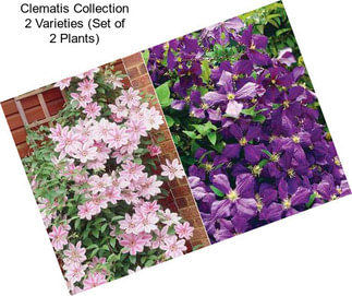 Clematis Collection 2 Varieties (Set of 2 Plants)