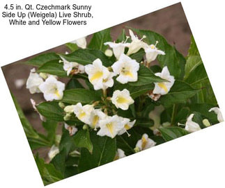 4.5 in. Qt. Czechmark Sunny Side Up (Weigela) Live Shrub, White and Yellow Flowers