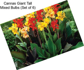 Cannas Giant Tall Mixed Bulbs (Set of 6)