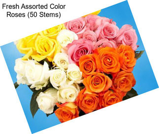 Fresh Assorted Color Roses (50 Stems)