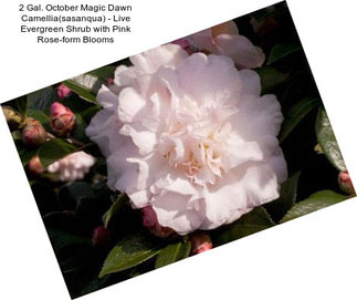 2 Gal. October Magic Dawn Camellia(sasanqua) - Live Evergreen Shrub with Pink Rose-form Blooms