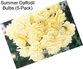 Summer Daffodil Bulbs (5-Pack)