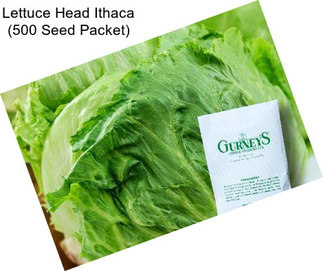 Lettuce Head Ithaca (500 Seed Packet)