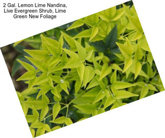 2 Gal. Lemon Lime Nandina, Live Evergreen Shrub, Lime Green New Foliage