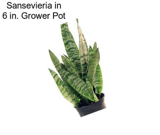 Sansevieria in 6 in. Grower Pot