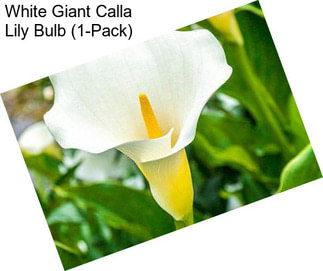 White Giant Calla Lily Bulb (1-Pack)