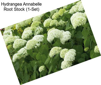 Hydrangea Annabelle Root Stock (1-Set)