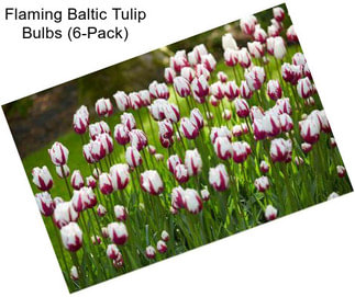 Flaming Baltic Tulip Bulbs (6-Pack)