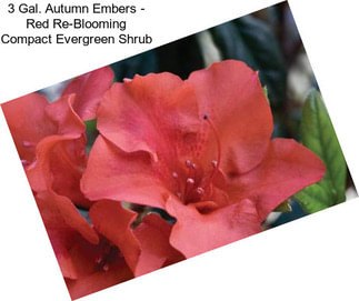 3 Gal. Autumn Embers - Red Re-Blooming Compact Evergreen Shrub