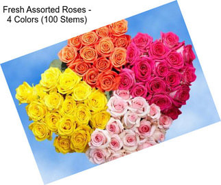 Fresh Assorted Roses - 4 Colors (100 Stems)