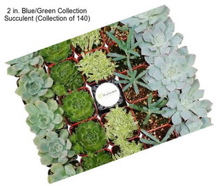 2 in. Blue/Green Collection Succulent (Collection of 140)