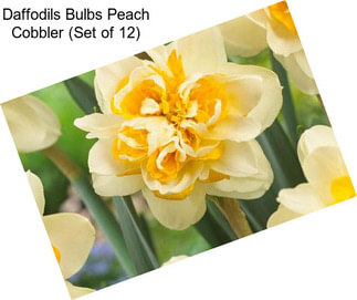 Daffodils Bulbs Peach Cobbler (Set of 12)