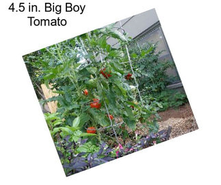 4.5 in. Big Boy Tomato