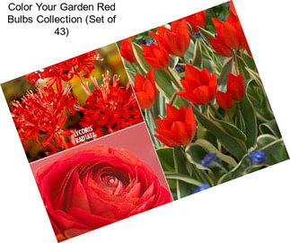 Color Your Garden Red Bulbs Collection (Set of 43)