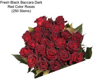 Fresh Black Baccara Dark Red Color Roses (250 Stems)