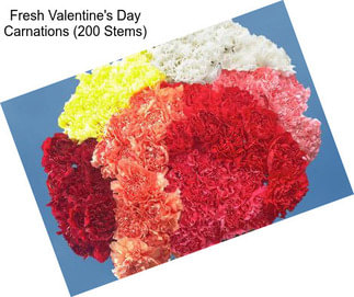 Fresh Valentine\'s Day Carnations (200 Stems)