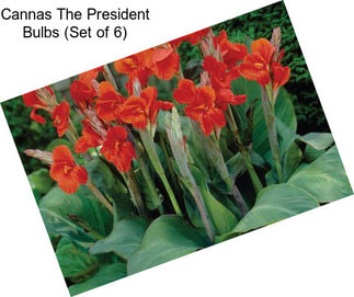 Cannas The President Bulbs (Set of 6)