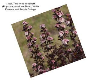 1 Gal. Tiny Wine Ninebark (Physocarpus) Live Shrub, White Flowers and Purple Foliage