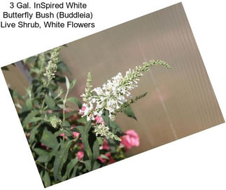 3 Gal. InSpired White Butterfly Bush (Buddleia) Live Shrub, White Flowers