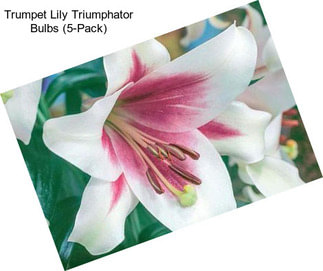 Trumpet Lily Triumphator Bulbs (5-Pack)