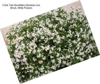 3 Gal. Yuki Snowflake (Deutzia) Live Shrub, White Flowers