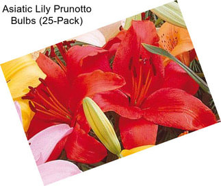 Asiatic Lily Prunotto Bulbs (25-Pack)