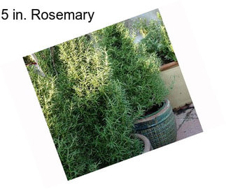 5 in. Rosemary