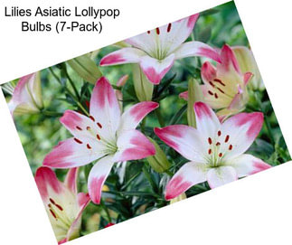 Lilies Asiatic Lollypop Bulbs (7-Pack)