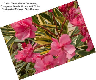 2 Gal. Twist of Pink Oleander, Evergreen Shrub, Green and White Variegated Foliage, Pink Blooms