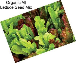 Organic All Lettuce Seed Mix