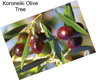 Koroneiki Olive Tree