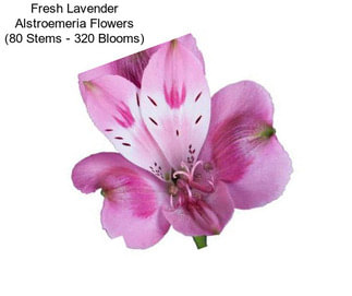 Fresh Lavender Alstroemeria Flowers (80 Stems - 320 Blooms)