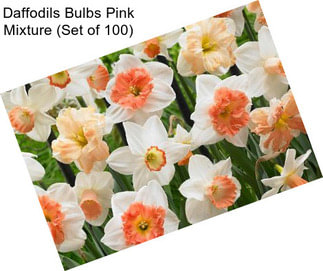 Daffodils Bulbs Pink Mixture (Set of 100)