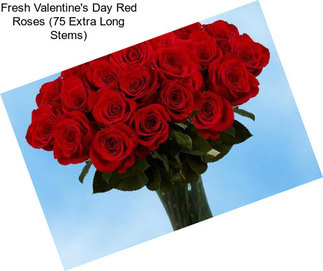 Fresh Valentine\'s Day Red Roses (75 Extra Long Stems)