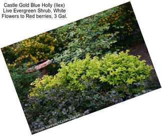 Castle Gold Blue Holly (Ilex) Live Evergreen Shrub, White Flowers to Red berries, 3 Gal.