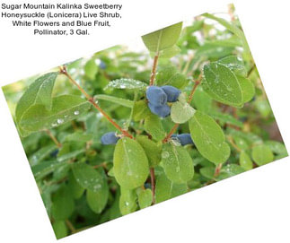 Sugar Mountain Kalinka Sweetberry Honeysuckle (Lonicera) Live Shrub, White Flowers and Blue Fruit, Pollinator, 3 Gal.