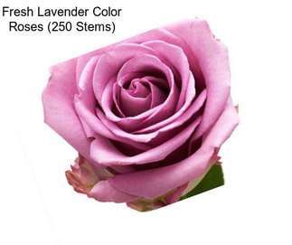 Fresh Lavender Color Roses (250 Stems)