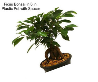 Ficus Bonsai in 6 in. Plastic Pot with Saucer