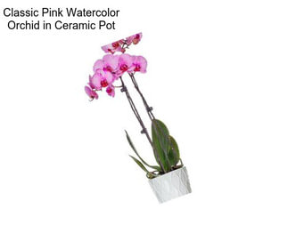 Classic Pink Watercolor Orchid in Ceramic Pot