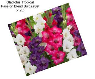 Gladiolus Tropical Passion Blend Bulbs (Set of 25)