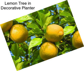 Lemon Tree in Decorative Planter