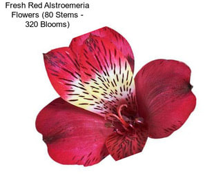 Fresh Red Alstroemeria Flowers (80 Stems - 320 Blooms)