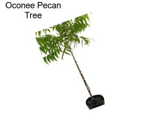 Oconee Pecan Tree