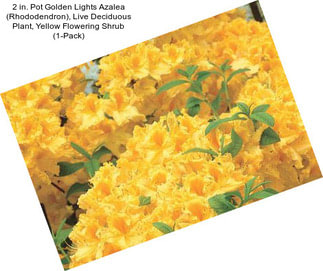 2 in. Pot Golden Lights Azalea (Rhododendron), Live Deciduous Plant, Yellow Flowering Shrub (1-Pack)