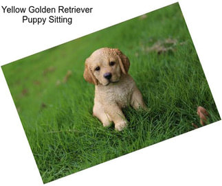 Yellow Golden Retriever Puppy Sitting