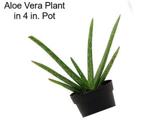 Aloe Vera Plant in 4 in. Pot