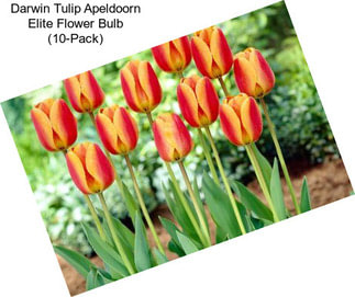 Darwin Tulip Apeldoorn Elite Flower Bulb (10-Pack)